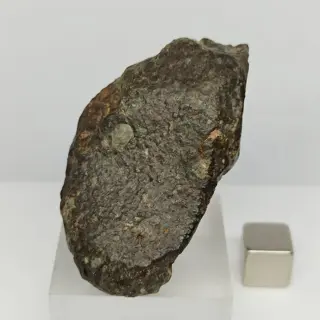Steenachtige METEORIET NWA 869. Brecciated CHONDRIET L3-6.