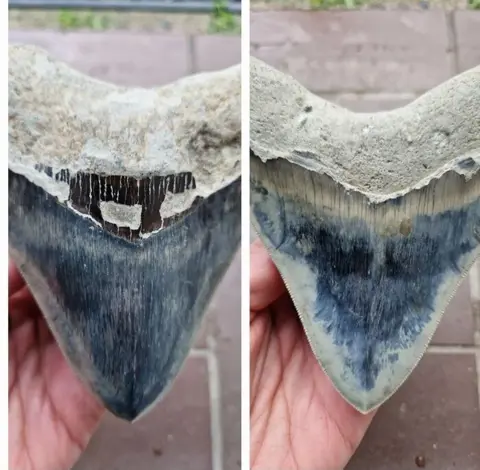 Grote blauwe Megalodon L 12.6cm &amp; B 10.6cm