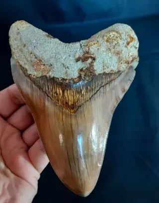 Megalodon - Tand - Indonesian MEGALODON TOOTH/ZAHN -
