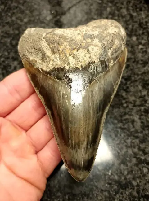 Megalodon - Tand - 126×83×26 mm
