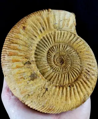 Geweldige ammonieten!!! - uitstekende details aan beide