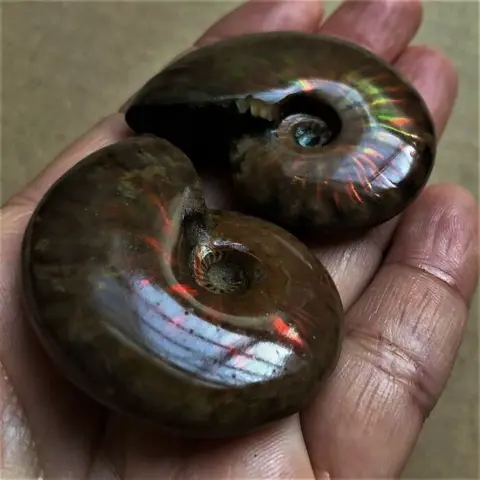 Ammoniet - Twee prachtige veelkleurige vuuropaalammonieten