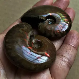 Ammoniet - Twee prachtige veelkleurige vuuropaalammonieten