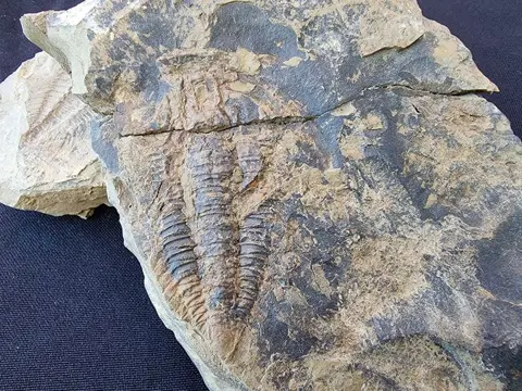 SLECHTS ÉÉN OP DE MARKT. Fossiele trilobiet. Cambrium
