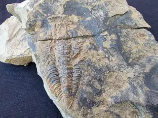 SLECHTS ÉÉN OP DE MARKT. Fossiele trilobiet. Cambrium