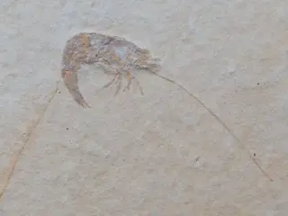 Mooie krab Aeger tipularius Fo. kalibratie - Op originele