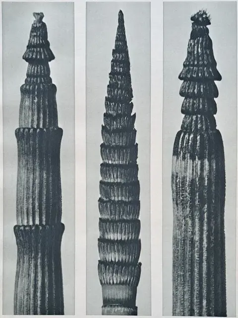 Karl Blossfeldt (1865-1932) - Equisetum hiemale 2x -