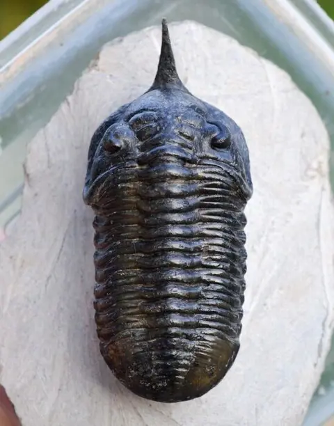 Trilobiet - Op originele matrix - Moroconites malladoides -