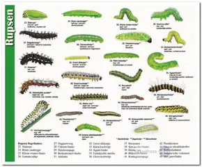 Ansichtkaart: Rupsen Dagvlinders