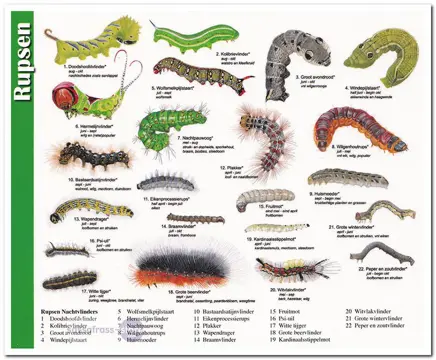 Ansichtkaart: Rupsen Nachtvlinders