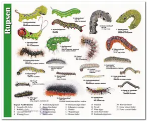 Ansichtkaart: Rupsen Nachtvlinders