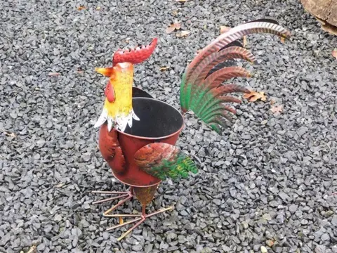 Haan , planten ,bloembak