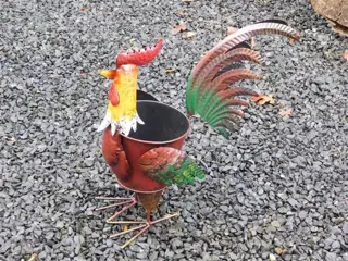 Haan , planten ,bloembak