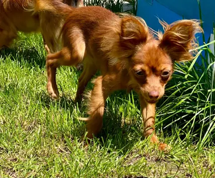 Russian Toy Longhair beschikbaar Russky Toy