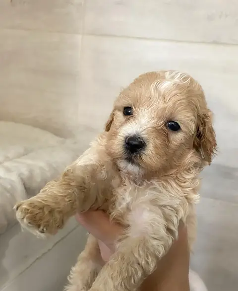 Maltipoo pups te koop, Maltezer en toypoedel hybride