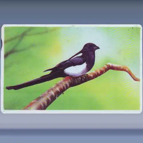 Magpie - White line (1991)