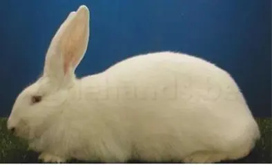 Konijnen schietmasker ( de meest humane manier van verdoven)