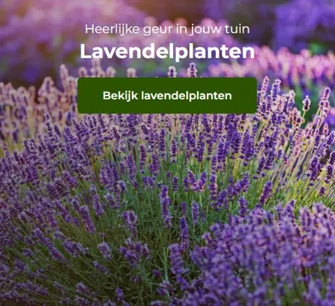 Lavendel Wintergroen kopen
