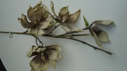 FOAM MAGNOLIA TAUPE DECO TAKKEN 105 cm NIEUW