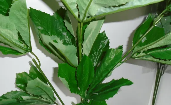 KASTANJEBLAD GROTE TAK 88 CM 2 takken NIEUW