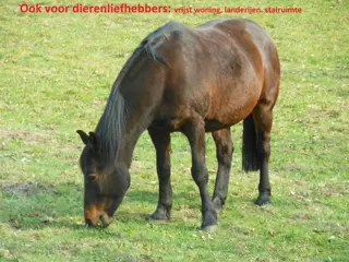 Dierenliefheb. opgelet! Vrijst. woning, landerijen, stallen