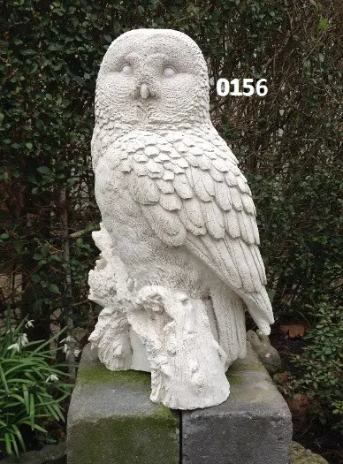 Verschillende Uilen / Steenuil / vogels