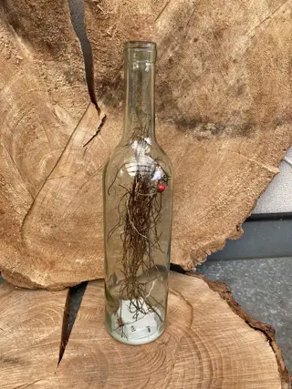 FLES MET TAKJES EN LED LICHTJES NIEUW