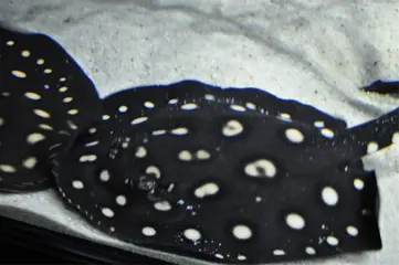 Zwarte diamant rog te koop.