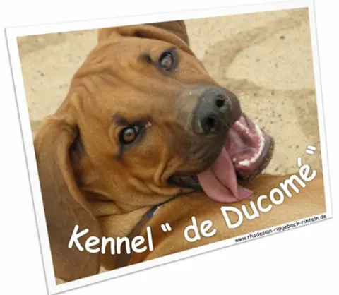 Rhodesian Ridgeback Wurfplanung 2013