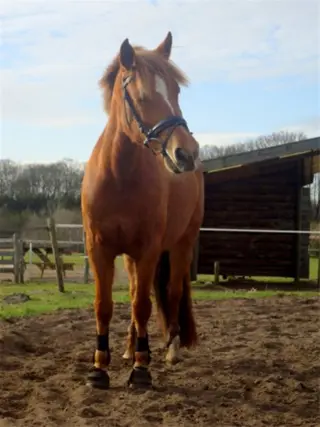 Serieuze bijrijder/bijrijdster gezocht !!