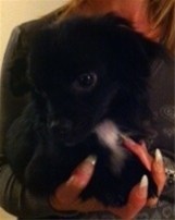 Mooie zwarte chihuahua