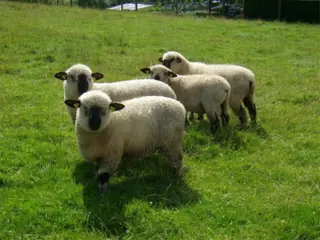 Gezocht stuk weiland voor een paar schapen