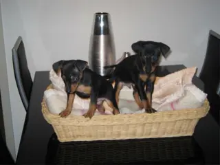 Dwergpinchers puppy's te koop