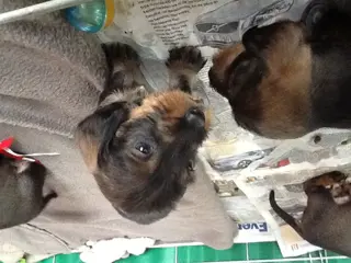 Ruwharige teckelpups