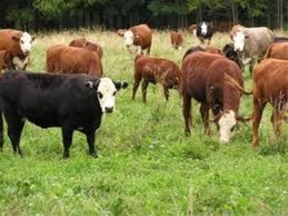 Grootvee slachtmasker (de meest humane manier van verdoven)