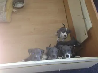 Amerikaanse StafforsShire Terries pups grijs