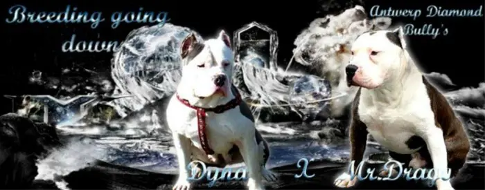 Prachtige american bully pups te koop