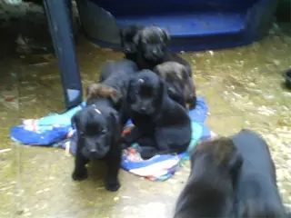 8 puppy's te koop