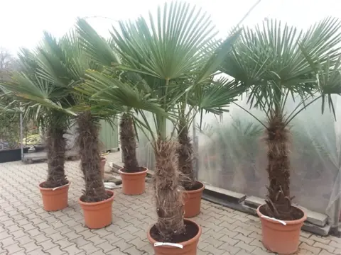 Trachycarpus fortunei palmboom, palmbomen te koop!!