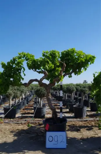 Wijnranken, Trachycarpus, Vijgenboom, Druivenrank, Olijfboom