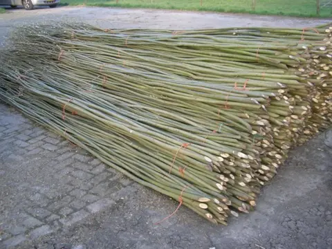 Verse wilgentenen wilgentenenschutting wilgentakken wilgensc