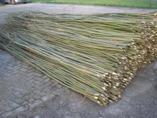 Verse wilgentenen wilgentenenschutting wilgentakken wilgensc