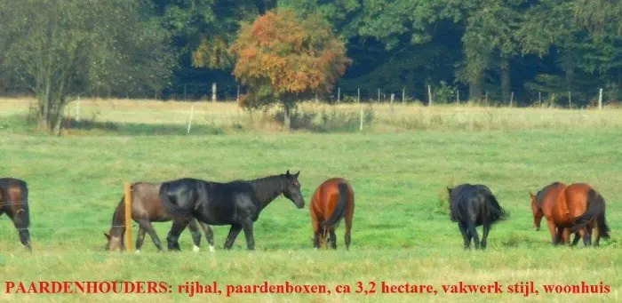 Paardenliefhebbers, rijhal, paardenboxen, luxueus landhuis