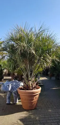 Prachtige grote bloempotten/ ronde bloembakken