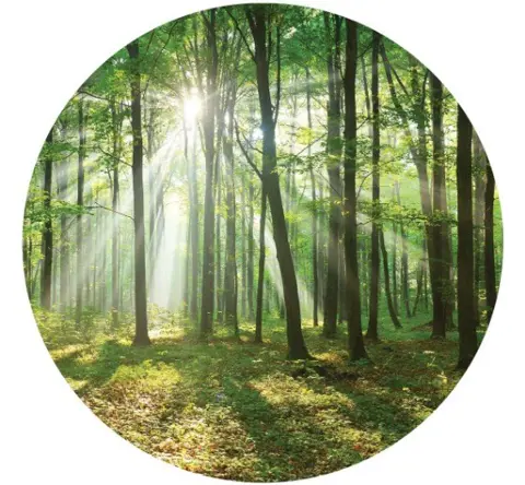 Behangcirkel Bos, bos muursticker