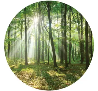 Behangcirkel Bos, bos muursticker