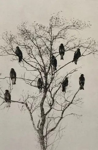 Masao Yamamoto (1957) - Iron blue