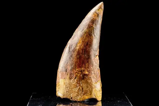 Tand - Carcharodontosaurus saharicus - 83.4×35.8×13.4 mm