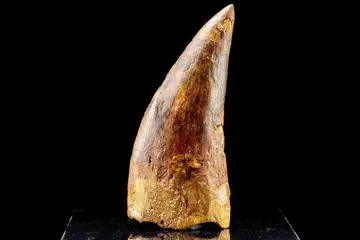 Tand - Carcharodontosaurus saharicus - 83.4×35.8×13.4 mm