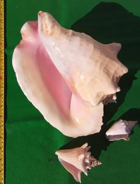 Zeeslak - Schelp - Lobatus Gigas - 18×21×30 cm